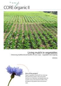 CORE organic II  Living mulch in vegetables – Enhancing multifunctional benefits of cover crops – vegetables intercropping INTERVEG