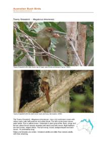 Sibley-Monroe checklist 16 / Prinia / Old World warbler / Megalurus / Tawny Grassbird / Rufous