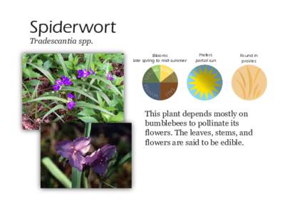 Spiderwort Tradescantia spp. Blooms late spring to mid-summer