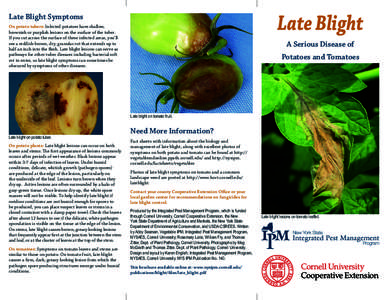 Late Blight  Late Blight Symptoms On potato tubers: Infected potatoes have shallow, brownish or purplish lesions on the surface of the tuber. If you cut across the surface of these infected areas, you’ll