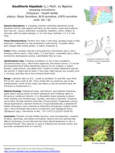Gaultheria hispidula (L.) Muhl. ex Bigelow creeping snowberry Ericaceae - heath family status: State Sensitive, BLM sensitive, USFS sensitive rank: G5 / S2 General Descript ion: A c reeping, s lender- s temmed perennial 