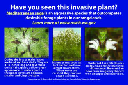 Have you seen this invasive plant?  Mediterranean sage is an aggressive species that outcompetes desirable forage plants in our rangelands.  Learn more at www.nwcb.wa.gov