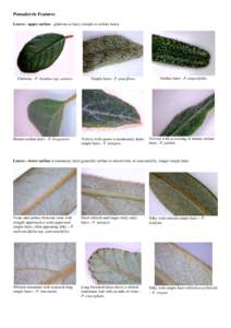 Microsoft Word[removed]Features - leaves & veins.docx