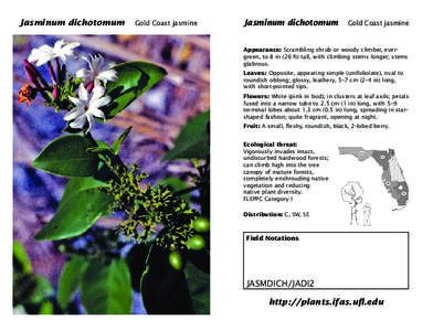 Jasminum Jasminum dichotomum