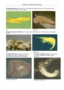 Example – effects of preservation Tricladida (flatworms) - Animals which are elongate and flattened when alive, once preserved these animals contract, appearing more rounded. live