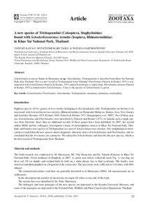 A new species of Trichopseniini (Coleoptera, Staphylinidae) found with Schedorhinotermes termite (Isoptera, Rhinotermitidae) in Khao Yai National Park, Thailand