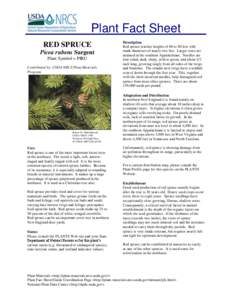 Plant Fact Sheet RED SPRUCE Picea rubens Sargent