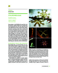 Zoology / Stauromedusae / Lucernaria janetae / Haliclystus auricula / Scyphozoa / Lucernariopsis cruxmelitensis / Jellyfish / Haliclystus / Lucernariidae / Staurozoa / Water / Biology