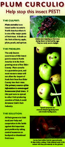 P LU M C U R C U L I O Help stop this insect PEST! THE CULPRIT: Plum curculio is an insect native to eastern