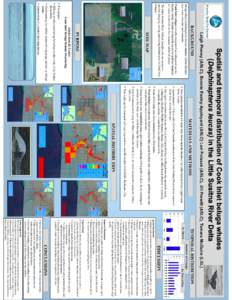 Spatial and temporal distribution of Cook Inlet beluga whales in the Little Susitna River Delta