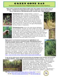 Green Gone Bad  Featured Ornamental Plant: Phyllostachys aurea (Golden Bamboo) Some exotic ornamental plants behave badly when they escape from the place they are planted. Infestations of these plants have negative impac