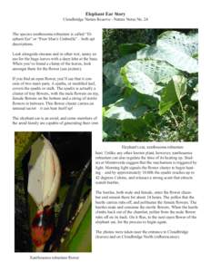 Elephant Ear Story  Cloudbridge Nature Reserve - Nature Notes No. 24 The species xanthosoma robustum is called “Elephant Ear” or “Poor Man’s Umbrella” – both apt descriptions. Look alongside streams and in ot