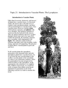 1  Topic 23. Introduction to Vascular Plants: The Lycophytes Introduction to Vascular Plants Other than liverworts, hornworts, and mosses, all plants have vascular tissues. As discussed