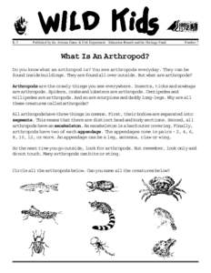 Detritivores / Arthropods / Protostome / Arthropod / Living fossils / Millipede / Woodlouse / Insect / Derobrachus geminatus / Taxonomy / Zoology / Phyla