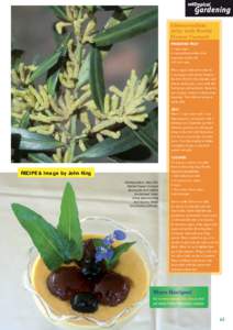 Flora of New South Wales / Podocarpus elatus / Fruit preserves / Podocarpus / Custard / Syrup / Food and drink / Gels / Bushfood