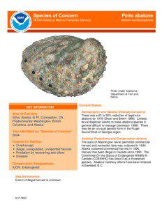 Species of Concern  Pinto abalone