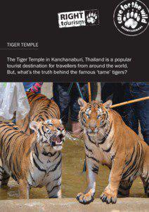 Conservation / Zoology / Conservation reliant species / Tiger / White tiger / Bengal tiger / Tigers / Fauna of Asia / Tiger Temple