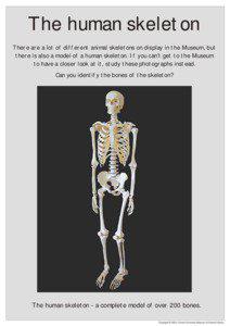 The human skeleton There are a lot of different animal skeletons on display in the Museum, but there is also a model of a human skeleton. If you can’t get to the Museum