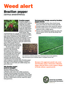 Weed alert Brazilian pepper (Schinus terebinthifolius)