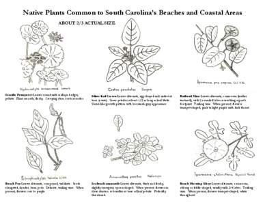 Native Plants Common to South Carolina’s Beaches and Coastal Areas ABOUT 2/3 ACTUAL SIZE Seaside Pennywort-Leaves round with scalloped edges, peltate. Plant smooth, fleshy. Creeping stem roots at nodes.