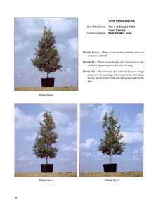 Acer rubrum / Lagerstroemia / Tree / Elm / Plant stem / Gordonia lasianthus / Root / Flora of the United States / Plant morphology / Ornamental trees