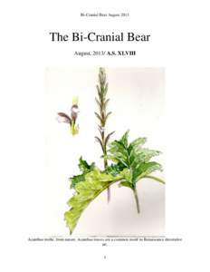 Bi-Cranial Bear August[removed]The Bi-Cranial Bear August, 2013/ A.S. XLVIII  Acanthus molle, from nature. Acanthus leaves are a common motif in Renaissance decorative