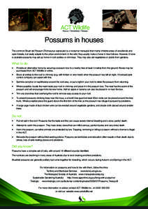    Possums in houses The common Brush tail Possum (Trichosurus vulpecular) is a nocturnal marsupial that mainly inhabits areas of woodlands and open forests, but easily adapts to the urban environment. In the wild, they