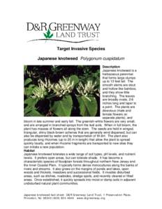 Target Invasive Species Japanese knotweed Polygonum cuspidatum Description Japanese knotweed is a herbaceous perennial that forms large clumps