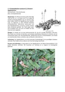 1.1 Conocephalum conicum (L.) DUMORT. Kegelkopfmoos Marchantiales - Marchantiaceae (bzw. Conocephalaceae) Morphologie: Die Pflanzen besitzen große, fleischige Thalli von bis zu 2 cm Breite und 15 cm Länge die