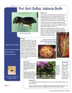 PAGE  2 Pest Alert: Redbay Ambrosia Beetle Background: