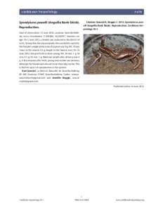 caribbean herpetology  note Spondylurus powelli (Anguilla Bank Skink). Reproduction.