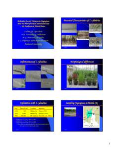 Microsoft PowerPoint - 5. Molecular Genetic Variation-Capo-chichi