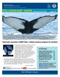 STELLWAGEN BANK E-NOTES: sanctuary news & events  Jan-Mar 2014 Salt, the grand dame of Stellwagen Bank sanctuary humpbacks, displays the underside of the two flukes of her tail. The pattern of black and white is used to 