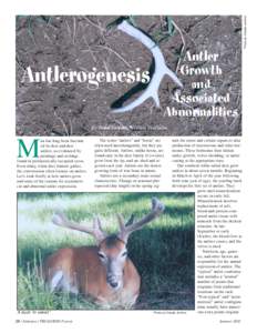 Photo by Claude Jenkins  Antlerogenesis Antler Growth