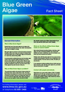 Blue Green Algae General Information  Fact Sheet