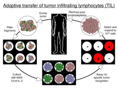 Adoptive transfer of tumor infiltrating lymphocytes (TIL) Excise tumor Reinfuse postlymphodepletion