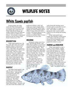 white sands pupfish