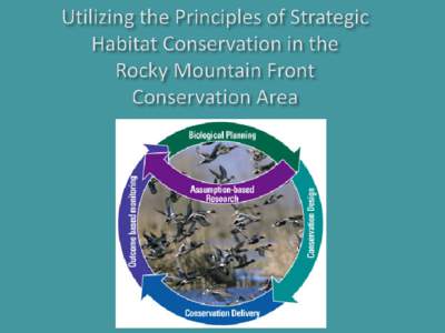 .  Focal Species Grizzly bear - a key focal species that may also captures the habitat needs of