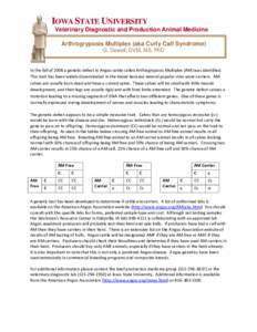 IOWA STATE UNIVERSITY Veterinary Diagnostic and Production Animal Medicine Arthrogryposis Multiplex (aka Curly Calf Syndrome) G. Dewell, DVM, MS, PhD  In the fall of 2008 a genetic defect in Angus cattle called Arthrogry