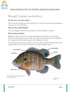 Indiana Division of Fish and Wildlife’ Wildlife’s Animal Information Series Bluegill (Lepomis machrochirus) Do they have any other names? They are sometimes called bream, brim, pond perch, or various other common nam