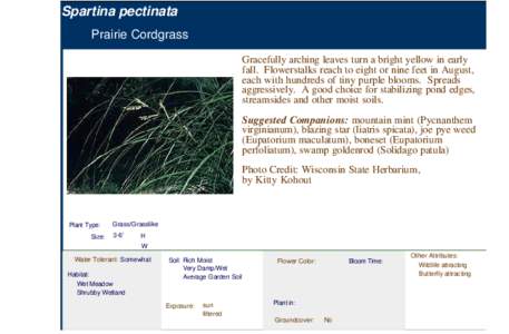 Prairie Cordgrass (spartina pectinata)