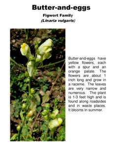 Butter-and-eggs Figwort Family (Linaria vulgaris)  Butter-and-eggs have