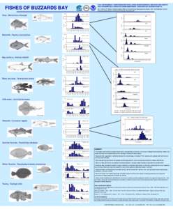 Anchoa mitchilli / Peprilus / Scup / Weakfish / Fish / Anchoa / Stromateidae