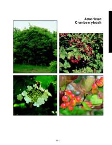 American Cranberrybush slide 10b 380%