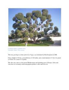 Common Name: Common olive Scientific Name: Olea europa This tree, growing in a front yard in Las Vegas, was nominated by Matt Koepnick in[removed]It has a height of 38 feet, a circumference of 128 inches, and a trunk diame