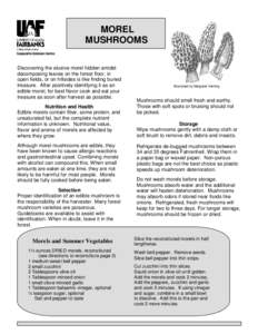 MOREL MUSHROOMS Discovering the elusive morel hidden amidst decomposing leaves on the forest floor, in open fields, or on hillsides is like finding buried treasure. After positively identifying it as an