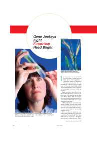 Gene Jockeys Fight Fusarium Head Blight  JACK DYKINGA (K5147-3)