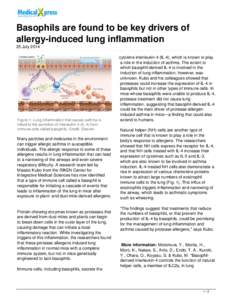 Basophils are found to be key drivers of allergy-induced lung inflammation