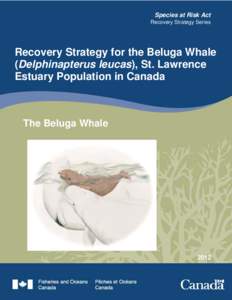 Recovery strategy of the St. Lawrence beluga  Species at2012 Risk Act  Recovery Strategy Series