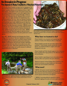 An Invasion in Progress:  The Spread of Rusty Crayfish in a Maryland Watershed The invasive Rusty Crayfish was discovered by biologists of the Maryland Department of Natural Resources (MDNR) in Marsh Creek, a northern tr